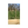 Houten palen | Weidepalen | grenen | Tanalith-e | rond gefreesd | 10x180 cm | va €8,28 p/s -