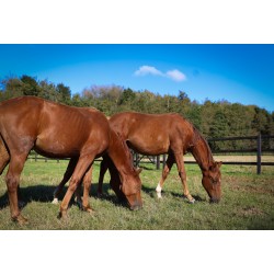 Opschroef omheining Square Original - 10x10x250 cm - 3 liggers - PRE-SHIELD®