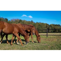 Opschroef omheining Square Original - 10x10x250 cm - 3 liggers - PRE-SHIELD®