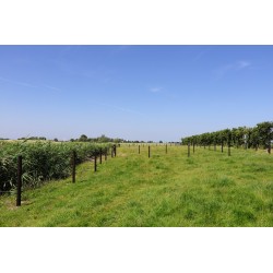 Houten palen | Weidepalen | grenen | PRE-SHIELD® | rond gefreesd | 10x225 cm | va €14,85 p/s -