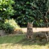 Gallagher honden en katten tuin kit, complete schrikdraad set voor in de tuin (50 cm)