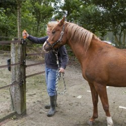 Meerdraadse doorgangsset, terra (4 geleiders, 40mm, 6 meter)